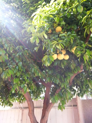 20150307_115248 Palm Desert Grapefruit Tree