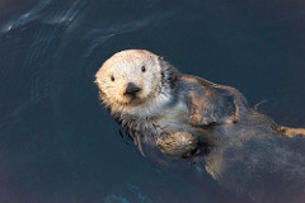 16228606725_33529a04ca_m Sea Otters Monterey Bay Aquarium by Christopher Michel on Flickr
