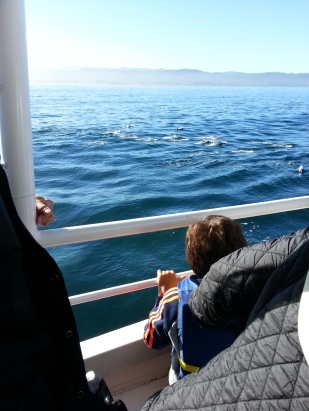 Dolphins off Moss Landing