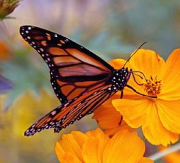 265px-Monarch_Butterfly_(6235522618) via wikimedia