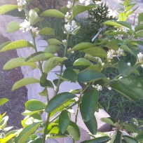 My lime tree is blooming