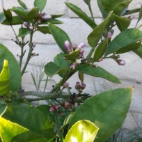 My dwarf lemon is already planted and starting to bloom