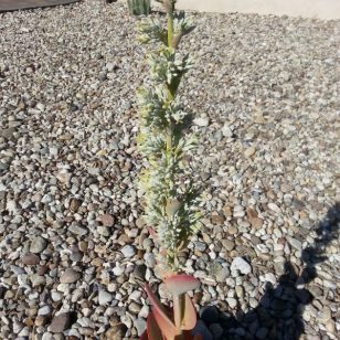 Large flowering stalk growing out of succulent
