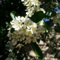 Pyracantha blossoms