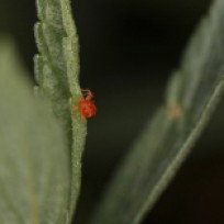 Red Spider Mite (magnified)