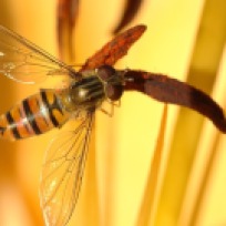 Syrphid or Hover Fly