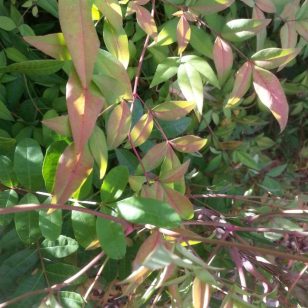 Heavenly Bamboo leaves changing color