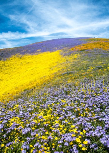 'God spilled paint' Super bloom Carrizo Plain National Monument 2017 via croft.de